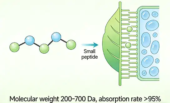 What Makes Small Peptides More Effective for Plants?